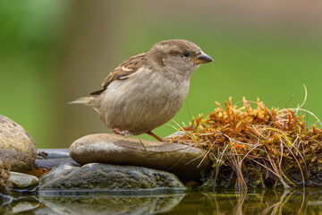 House sparrow, female on stones by the water. Czechia. 