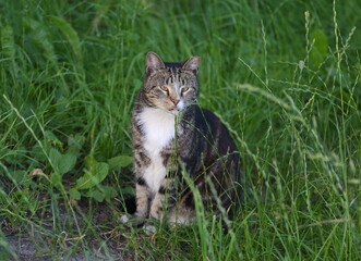 A gray striped yellow-eyed cat is sitting in the grass