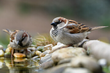 Two house sparrows on stones by the water. Czechia.
