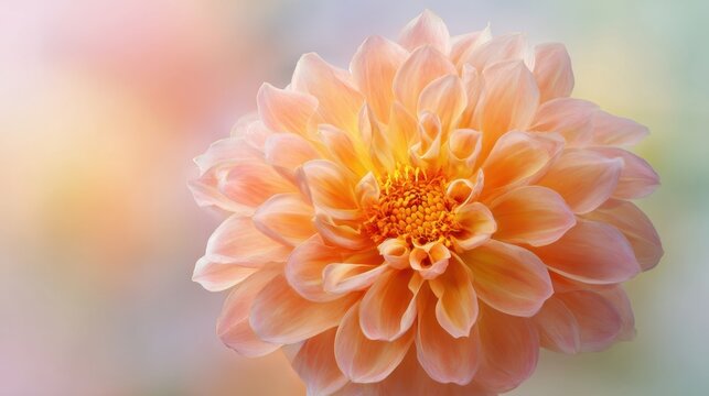 The stunning dahlia flower in soft peach hues with intricate detailing.
