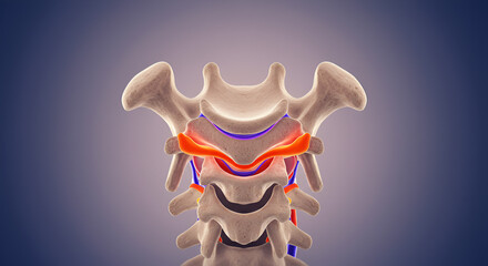 Cervical Vertebrae with Spinal Canal and Foramen