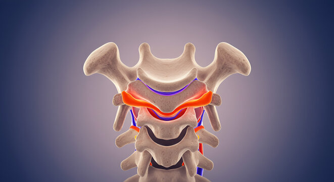 Cervical Vertebrae with Spinal Canal and Foramen