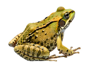 A sandy-green colored frog with highly detailed textured skin on white background