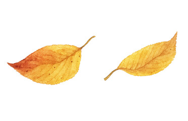 落ち葉 イラスト 水彩 枯れ葉