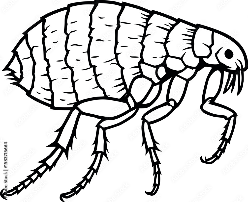 Poster line art vector of flea in jumping stance, side profile with rough shell texture, isolated on white