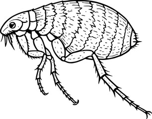 Line art vector of flea in jumping stance, side profile with rough shell texture, isolated on white