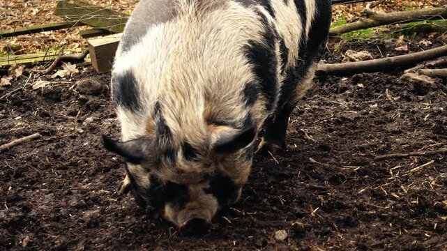 Pig in dirt looking for food
