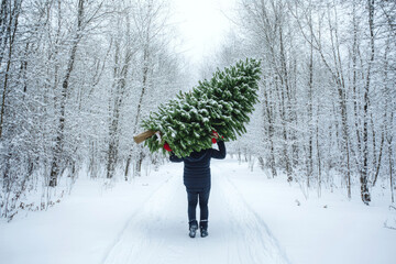 Winter adventure: person carrying christmas tree through snowy forest trail