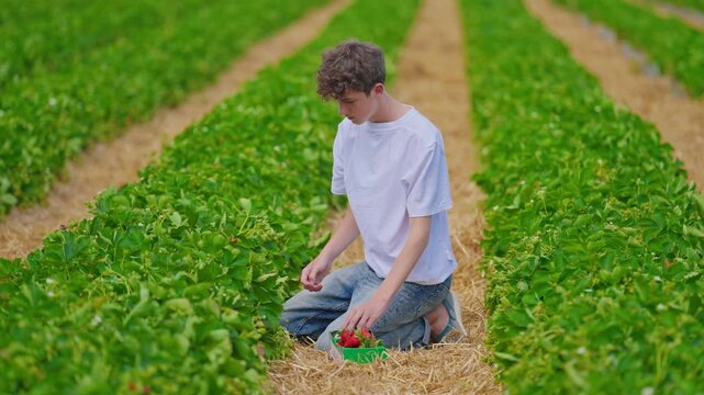 Teenager picking strawberries on farm strawberry rows with picking strawberries. Strawberry patch
