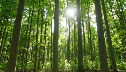 Sunlight filters through a dense forest