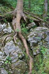 Root in a Stone
