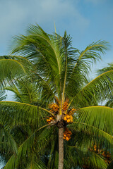 Vacation concept - Low angle view of a beautiful coconut palm tree in Mauritius Island on a sunny summer day. Clear blue sky in a background.