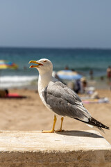 A sharp close-up of a seagull standing on a beach wall with its beak open, against a backdrop of colorful umbrellas, people, and the blue Mediterranean Sea.