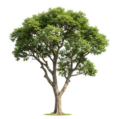 Obraz premium Isolated Green Tree with Lush Foliage on Transparent Background