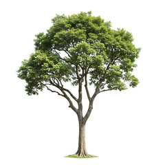 Obraz premium Large Tropical Tree with Green Leaves Isolated on Transparent Background