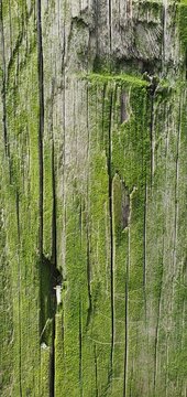 Close-up of weathered wooden planks covered with green moss. The rough texture, cracks, and natural growth create an aged, organic look, perfect for nature, decay, or eco-themed design elements.