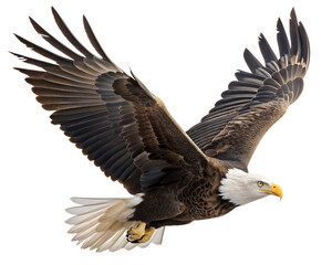 Obraz premium Majestic Bald Eagle in Flight