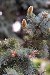 fragment of a fir tree with young cones, close-up