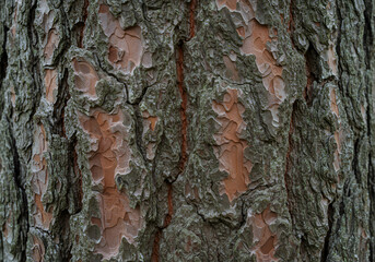 Douglas Fir Tree Trunk Showing Bark Texture
