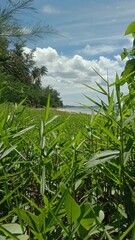Obraz premium rice field in thailand