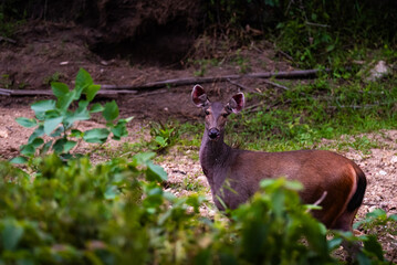 wild deer in forest clearing