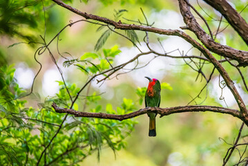 Red-bearded Bee-eater on Branch