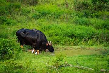 Gaur Drinking Water with Egrets