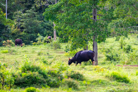 Gaurs Grazing in Green Landscape