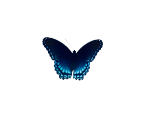 blue butterfly on white background