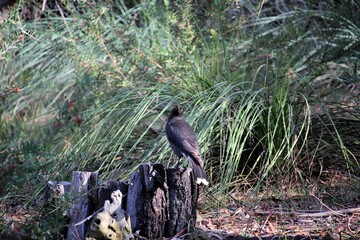Grey Currawong (Strepera versicolor) perched on tree stump, South Australia