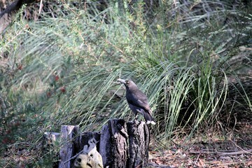 Grey Currawong (Strepera versicolor) perched on tree stump, South Australia