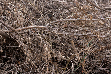 Traditional Mediterranean Agriculture: Olive Tree Branches and Dry Leaves Ensemble
