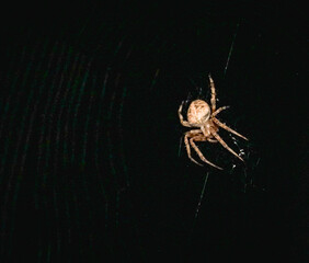 spider in web at nighttime 
