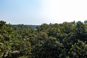 Beautiful natural landscape of Bhawal National Park in Gazipur.