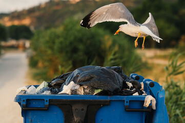 A seagull soars above a blue trash bin overflowing with waste, highlighting urban wildlife...
