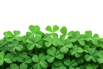 A lush carpet of vibrant green shamrock leaves forming a natural border isolated on transparent background