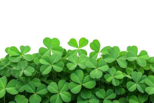 A lush carpet of vibrant green shamrock leaves forming a natural border isolated on transparent background