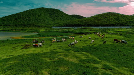 Fototapeta premium aerial photography ducumentary Herd of cows grazing on the meadow near the lake at sunset 