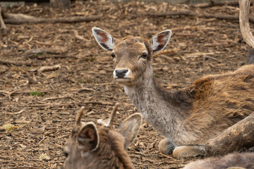 Gentle deer rests peacefully on the ground amongst fallen leaves. Close-up view showcasing its calm...