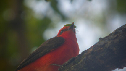 Pyrocephalus rubinus