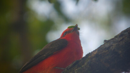 Pyrocephalus rubinus