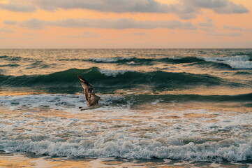 Fototapeta premium A breathtakingly stunning view of waves fiercely crashing as a lone seagull gracefully flies during a beautiful sunset
