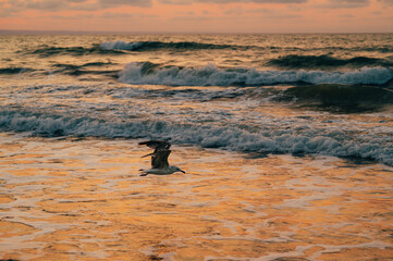 A peaceful sunset over gentle waves captures natures beauty at the beach, inviting all to...