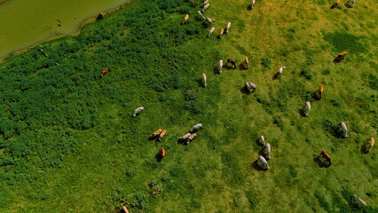 aerial photography ducumentary Herd of cows grazing on the meadow near the lake at sunset 