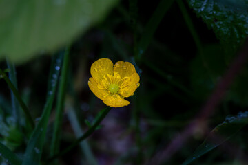 Close-Up Macro Shot of a Yellow Flower in Natural Light