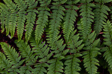 Macro Close-Up of the Detailed, Feathery Texture of Fern Leaves