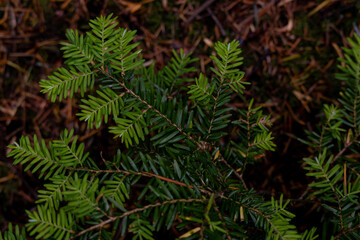 Macro Close-Up of Vibrant Green Evergreen Foliage on a Forest Floor