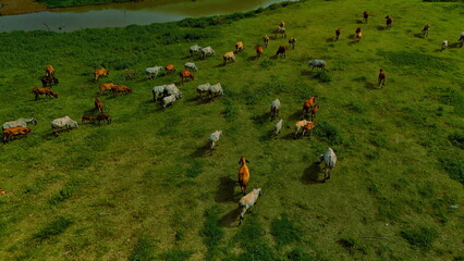 Fototapeta premium aerial photography ducumentary Herd of cows grazing on the meadow near the lake at sunset 