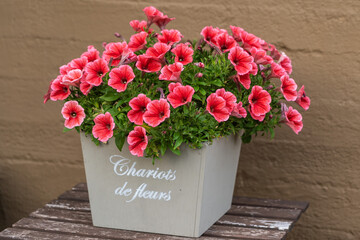 Beautiful flowers in a pot