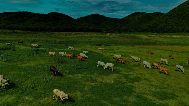 aerial photography ducumentary Herd of cows grazing on the meadow near the lake at sunset  - Powered by Adobe